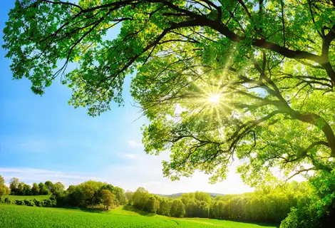Sun through tree
